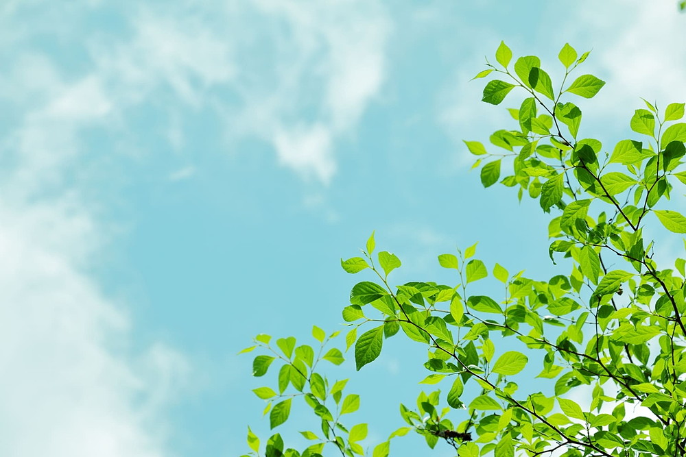 一番分かりやすい!新ニーサの最高の活用法を大公開